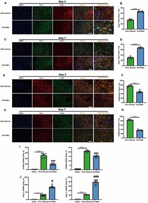 Metformin Alleviates Neuroinflammation Following Intracerebral Hemorrhage in Mice by Regulating Microglia/Macrophage Phenotype in a Gut Microbiota-Dependent Manner